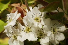 Pear Blossoms In Spring Close-up