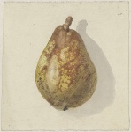 Pear Pyrus