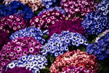 Pericallis Flower Clusters