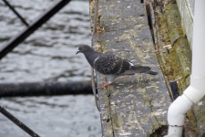 Pigeon On Old Rusty Pier Edge