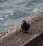 Pigeon On Pier