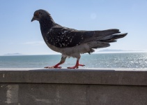 Pigeon Walking On Balcony
