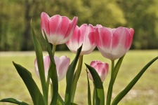 Pink And White Tulips On Green