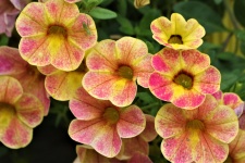 Pink And Yellow Petunias Close-up
