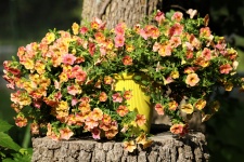 Pink And Yellow Petunias In Pot