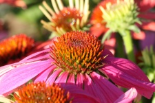 Pink Coneflower And Dew Close-up