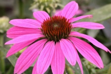 Pink Coneflower Close-up 3