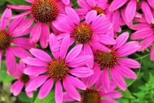 Pink Coneflowers Close-up