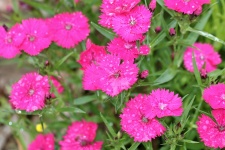 Pink Dianthus And Rain Drops