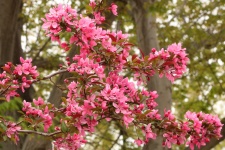 Pink Tree Blossoms In Spring