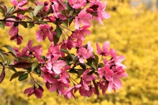 Pink Tree Blossoms On Yellow