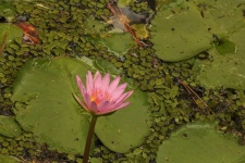 Pink Water Lily On A Pond