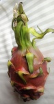 Pitaya Or Dragon Fruit 4