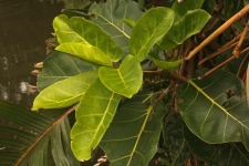 Plant With Large Leaves