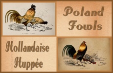 Poland Fowls