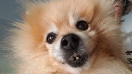 Pomeranian Dog Face