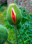 Poppy Flower Bud