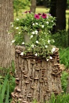 Pot Of Petunias On Tree Stump