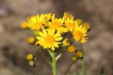 Prairie Ragwort Wildflowers 2