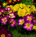 Primrose Flowers