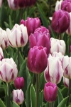 Purple And White Tulips Close-up