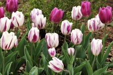 Purple And White Tulips