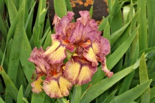 Purple And Yellow Iris