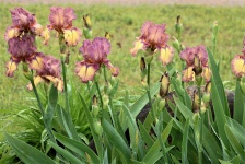 Purple And Yellow Iris 2