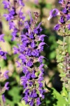 Purple Salvia Flowers Closeup 3