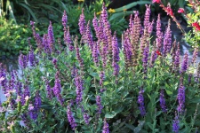 Purple Salvia Plant In Garden