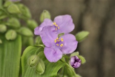 Purple Spiderwort Bloom Close-up