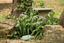Purple Spiderwort In Spring Garden