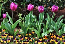 Purple Tulips And Pansies