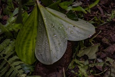 Rain Forest Raindrops