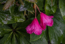 Raindrops On Flowers