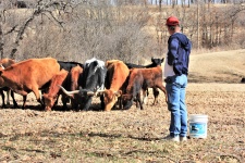 Rancher Feeding His Cattle