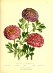 Ranunculus Asiaticus