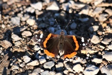 Red Admiral Butterfly On Ground