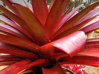 Red Broad Leaf Plant