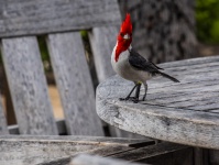 Red Crested Cardinal Hawaii