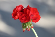 Red Geranium Bloom Close-up