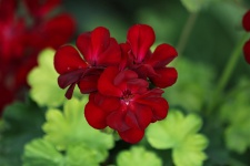 Red Geranium Bloom Close-up 2