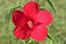 Red Hibiscus Close-up