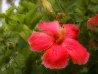 Red Hibiscus Flower Background