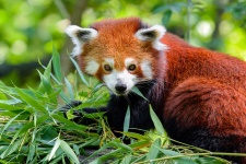 Red Panda Ailurus Fulgens