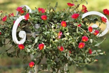 Red Purslane Flowers In Plant Stand