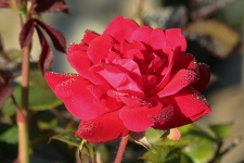 Red Rose And Dew Close-up