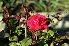 Red Rose And Dew