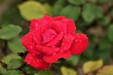 Red Rose And Rain Drops