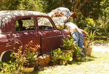 Red Vintage Car With Potplants